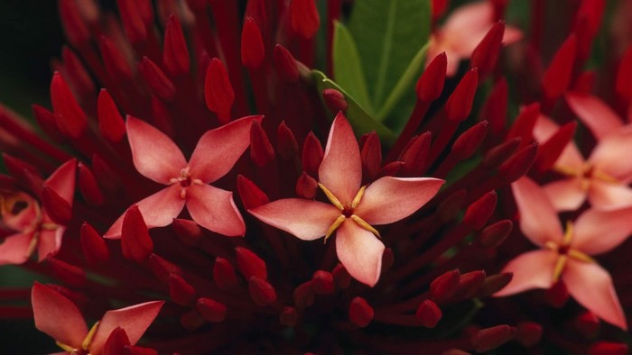 Close-up of Red Ixora Flowers