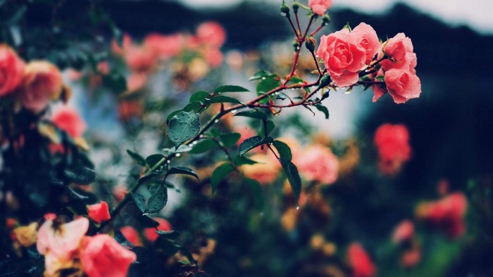 Pink roses on a branch with water droplets
