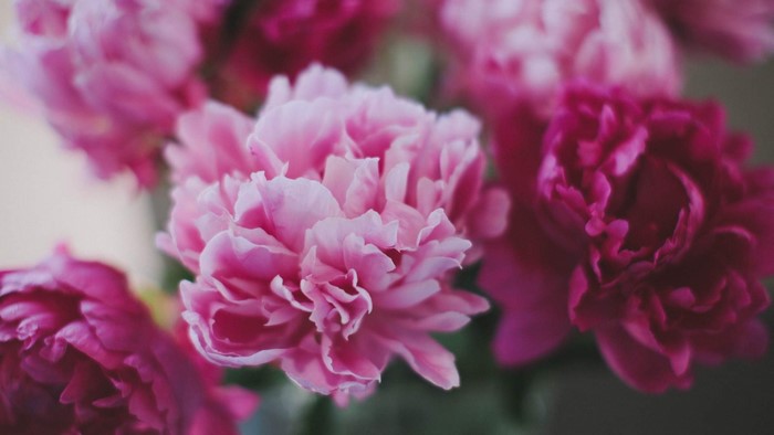 Pink and magenta peonies in a bouquet