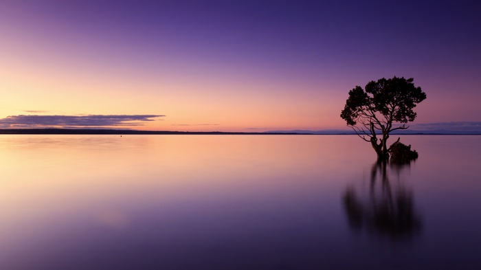 4K Sunset Tree Reflection