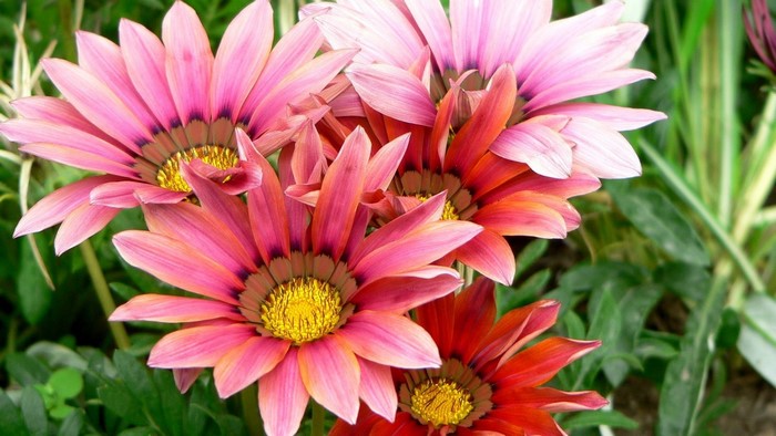 Gazania flowers in pink and red hues