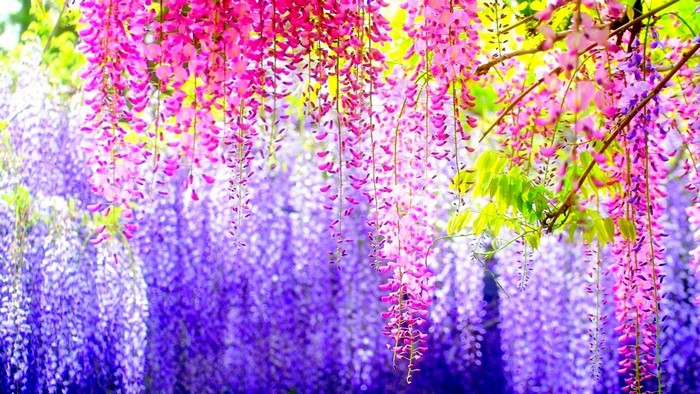 Spring Beauty with Colorful Hanging Flowers