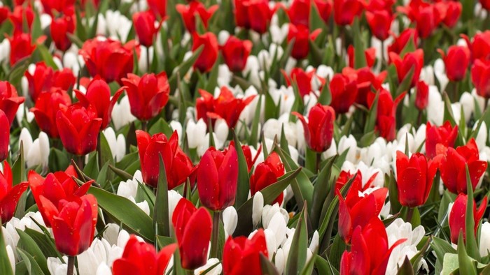 Red Tulips and White Crocus Flowers