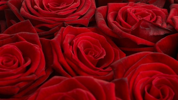 Red Roses Close-up