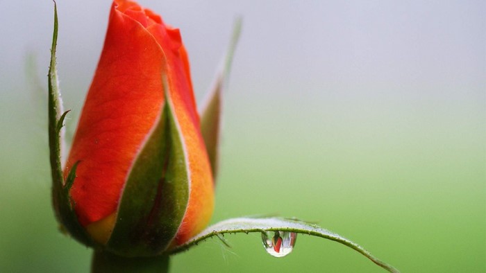Orange rose bud with water droplet on leaf