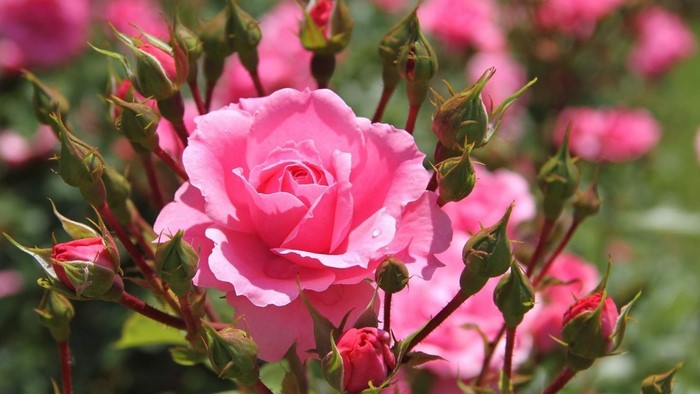 Pink Rose and Buds