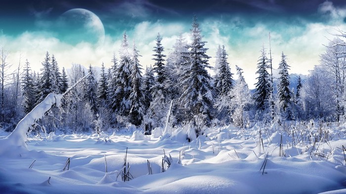 Winter forest with a large moon