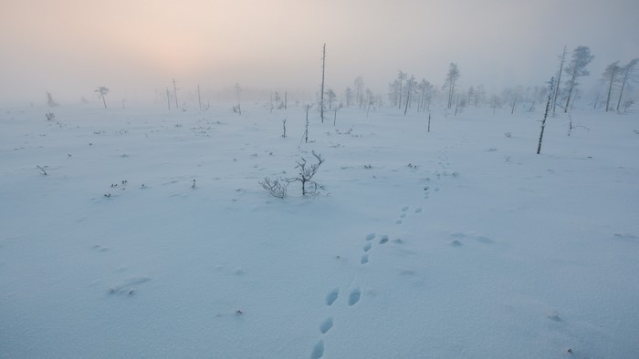 Frozen swamp with footprints in the snow at sunset