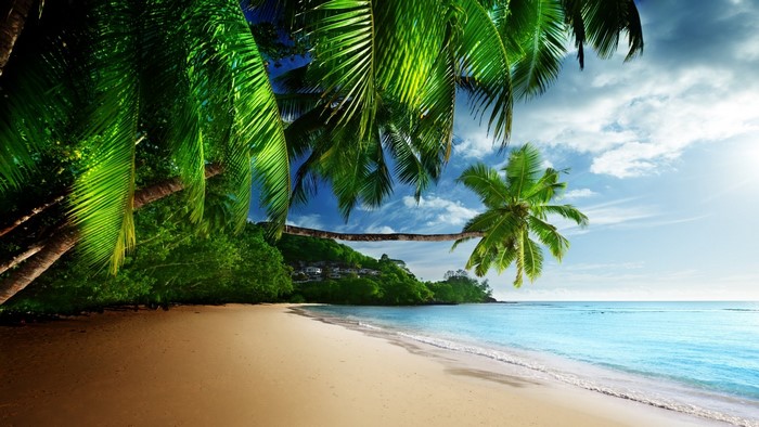 Tropical beach with palm trees and ocean