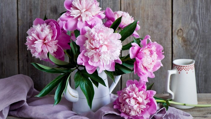 Pink Peony Flowers in a White Pitcher