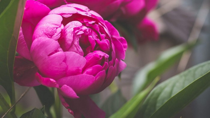 Close-up of a vibrant pink peony flower