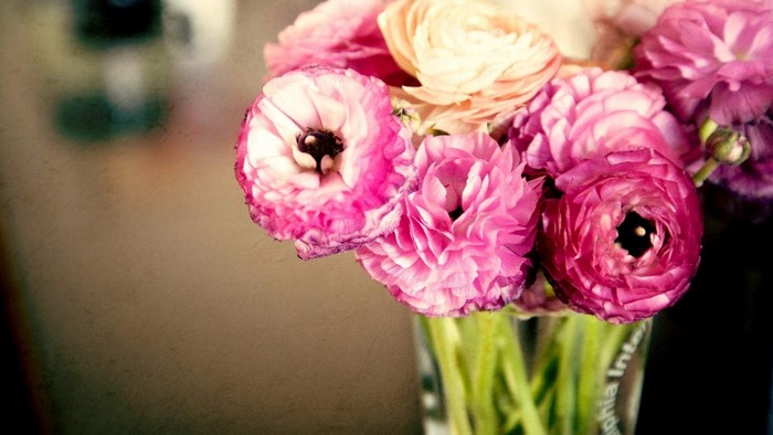 Pink and Peach Buttercup Flowers in a Vase