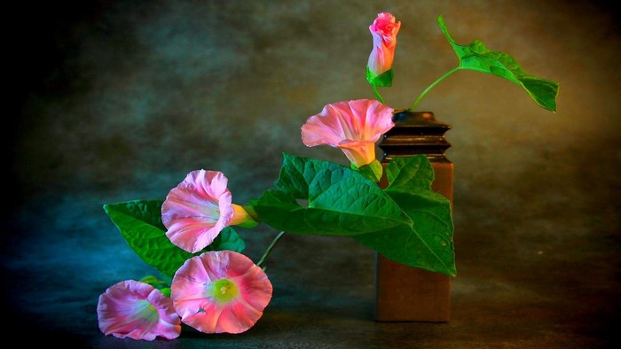 Pink Morning Glory Flowers in a Vase