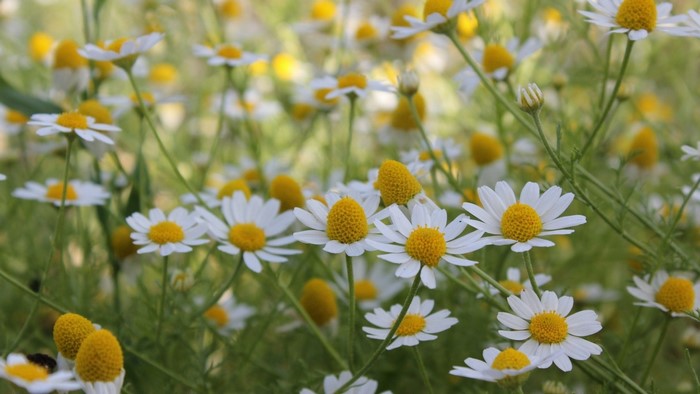 Field of white chamomile flowers with yellow centers