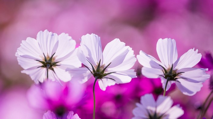 White Cosmos Flowers in Pink Field