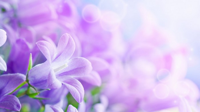 Purple Bellflowers Close-up