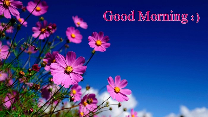 Good Morning Flowers