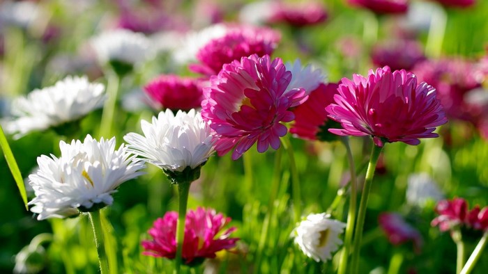 Pink and white daisies in a field