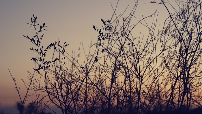 Silhouette of bare branches against a sunset sky