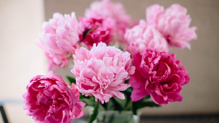 Pink and magenta peonies bouquet