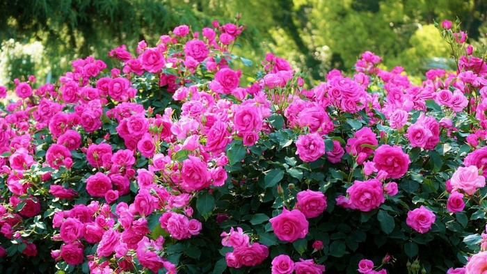 Pink Rose Bush in Bloom