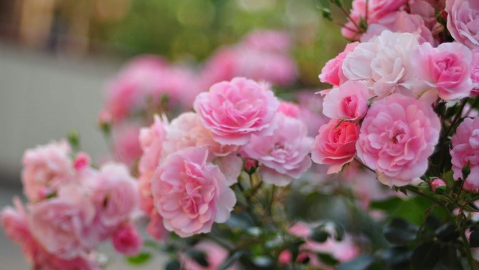 Pink Roses in Bloom