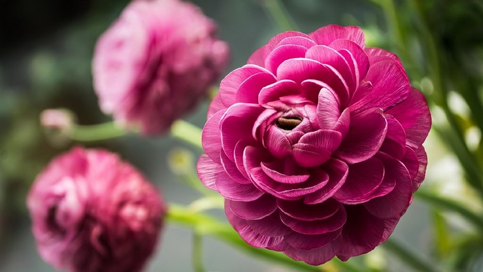 Pink Ranunculus Flowers