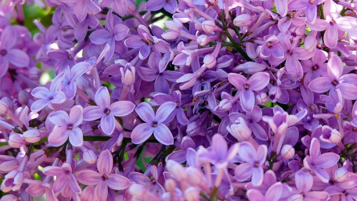 Purple Lilac Flowers Close-up