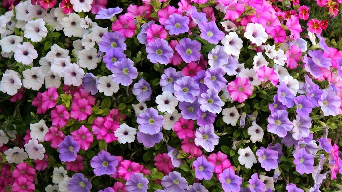 Petunia Flowers in Various Colors