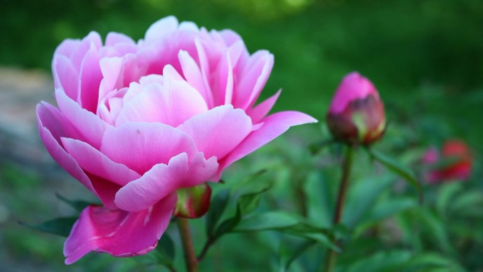 Pink Peony Flower and Bud