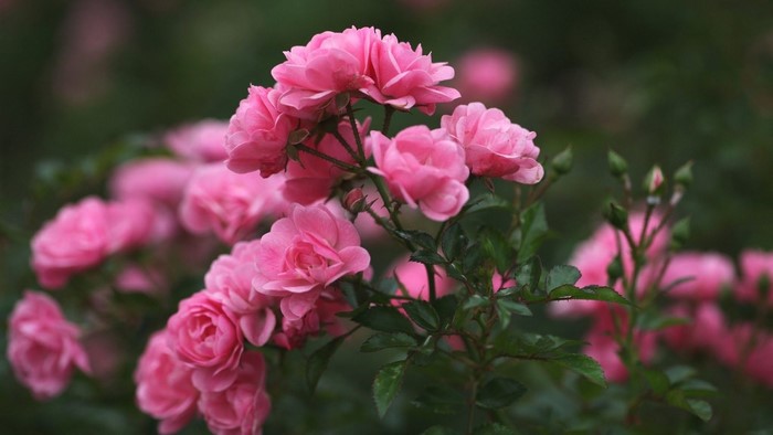 Pink Roses in Bloom