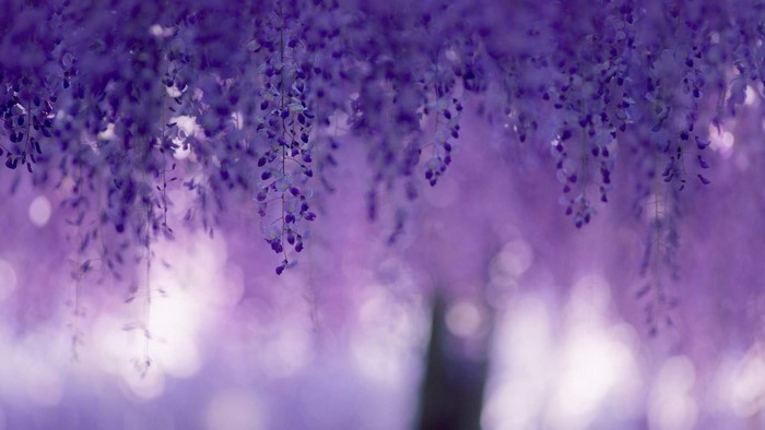 Purple Wisteria Flowers Hanging