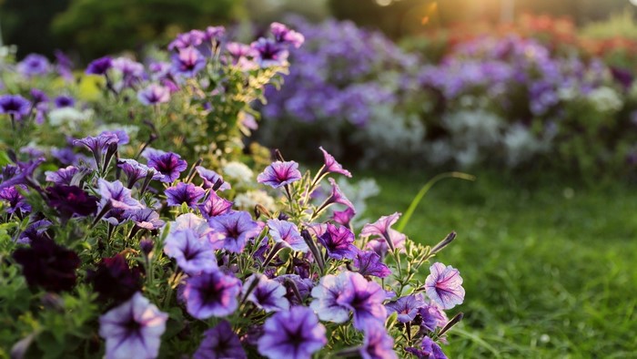 Purple and Lilac Petunias in a Garden