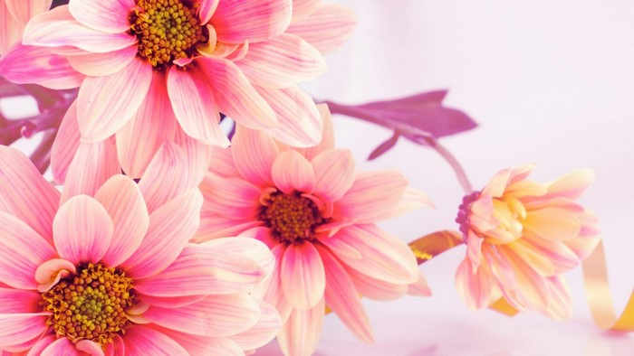 Pink Mums Flowers with Ribbon