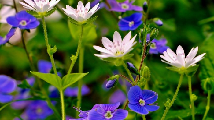 White and Blue Wildflowers in a Meadow