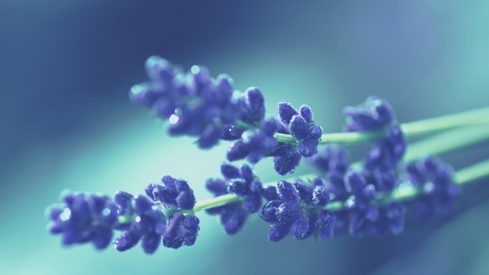 Macro Close Up of Purple Lavender Flowers