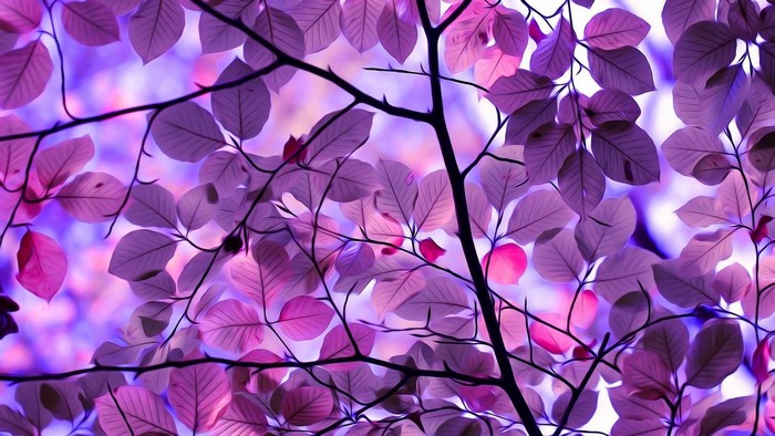 Purple leaves on branches against a blurred background