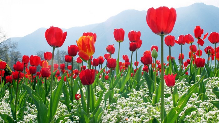 Field of Red Tulips with Mountains