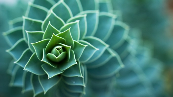 Green Succulent Plant Macro Photography
