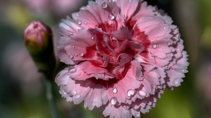 Pink Carnation Flower with Water Droplets