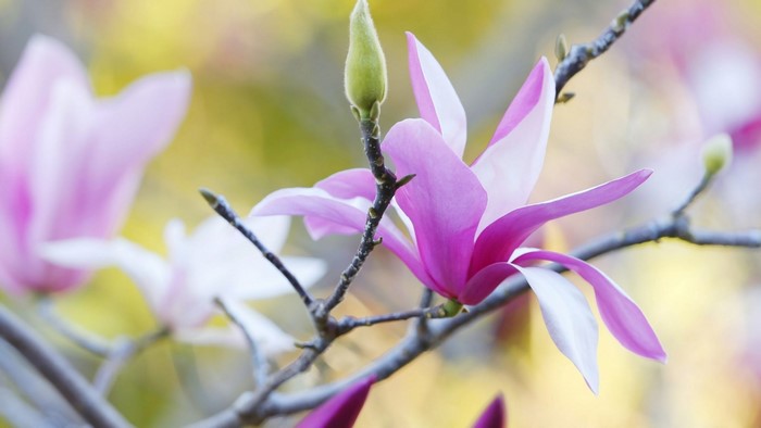 Pink Magnolia flowers and buds on branches