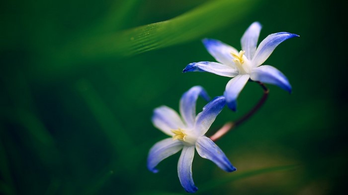 Two blue and white flowers on a green background
