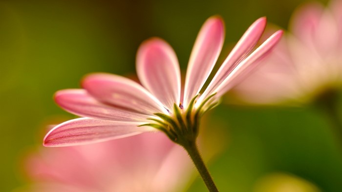 Close-up of a pink daisy flower