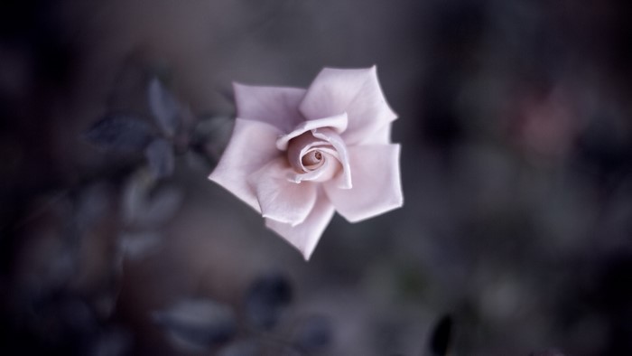 Close up of a pink rose flower