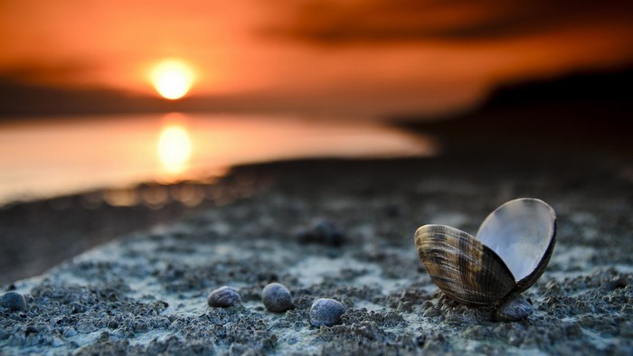 Seashell on a beach at sunset
