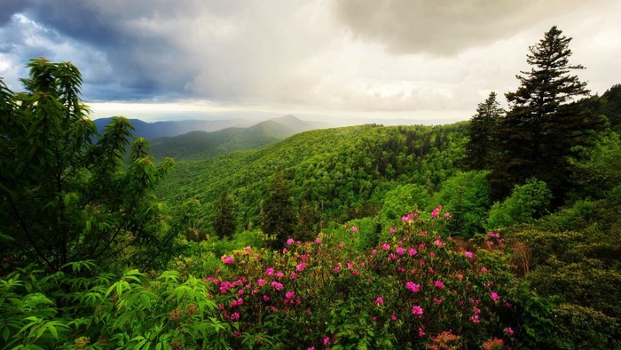 Mountain landscape with green trees and pink flowers