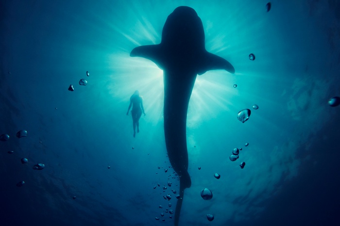 Silhouette of a whale shark and a woman underwater