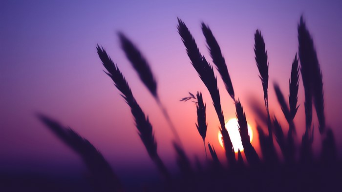 Silhouette of grass against a purple sunset