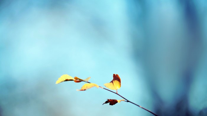 Golden Autumn Leaves on a Branch with Blue Bokeh