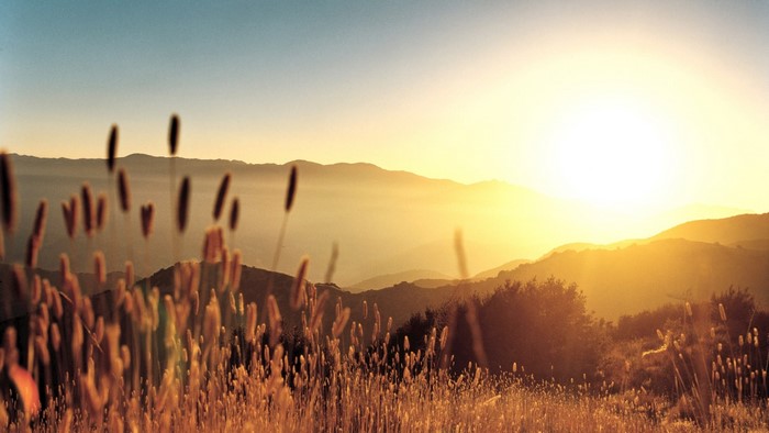 Sunrise over misty mountains with tall grass in foreground